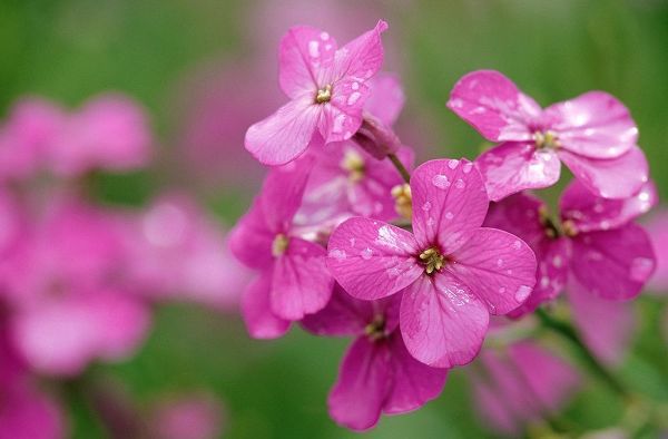 Canada-Prince Edward Island Phlox flowers in rain